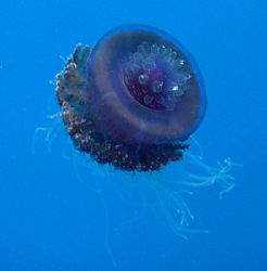Moon jellyfish about a metre under the surface in Souther... by Sarah Iles 